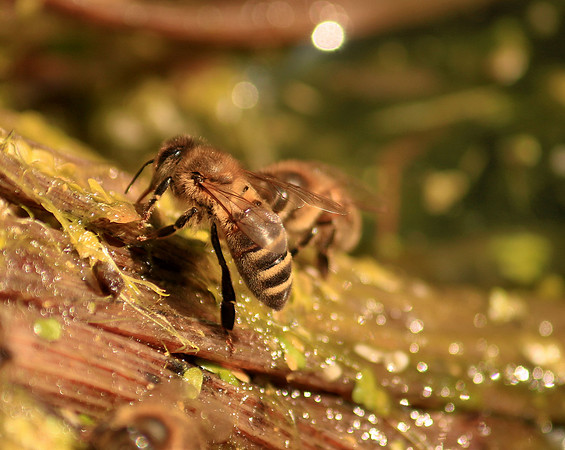 Bees drinking