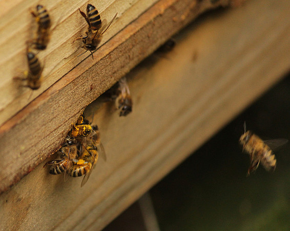 Returning with pollen