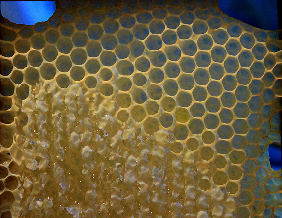 Wild comb