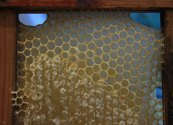 Comb