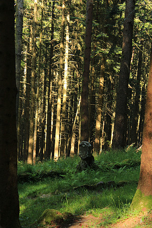 Rabenbühl lonely grave
