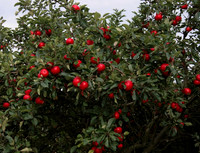 Orchard, Hopton, 4