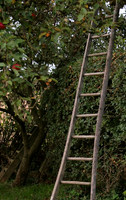 Orchard, Hopton, 3