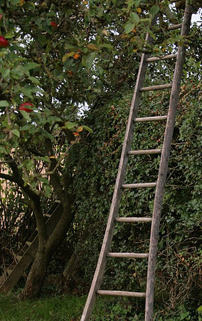 Orchard, Hopton, 3