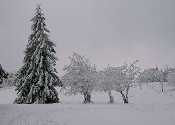 Col de la Schlucht tree
