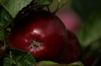 Orchard, Hopton, 5