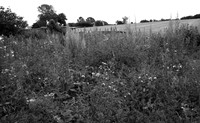 Rioting evening primroses, 2011