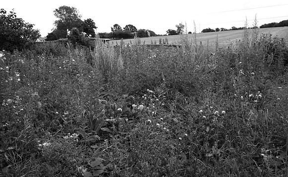 Rioting evening primroses, 2011