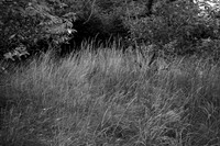 Orchard, Hopton, 8. In 2011