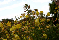 Rioting evening primroses 1