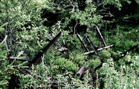 Defences 2