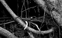 Telephone wire