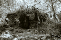 Reclaimed by nature