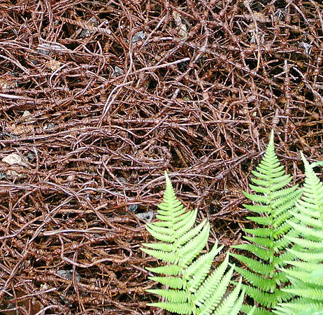 Wire worms 1