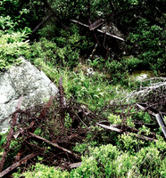 Defences 1
