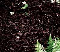 Wire worms 2