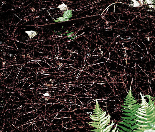 Wire worms 2