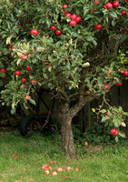 Orchard, Hopton, 7