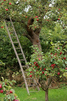Orchard, Hopton, 1