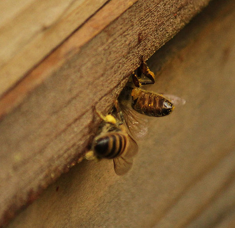 Returning with pollen