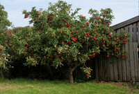 Orchard, Hopton, 6