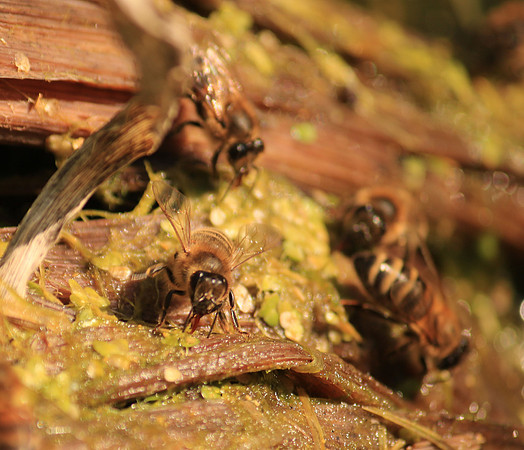 Bees drinking