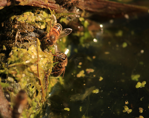 Bees drinking