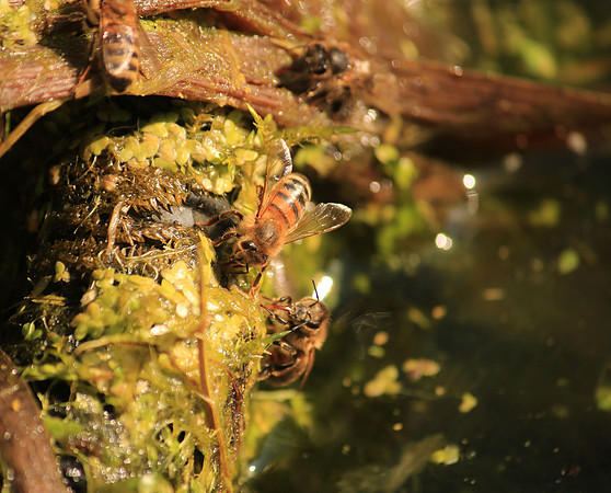 Bees drinking