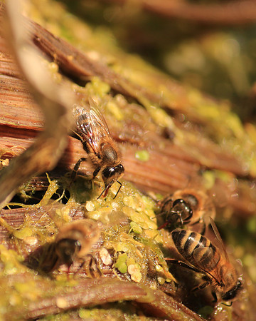 Bees drinking